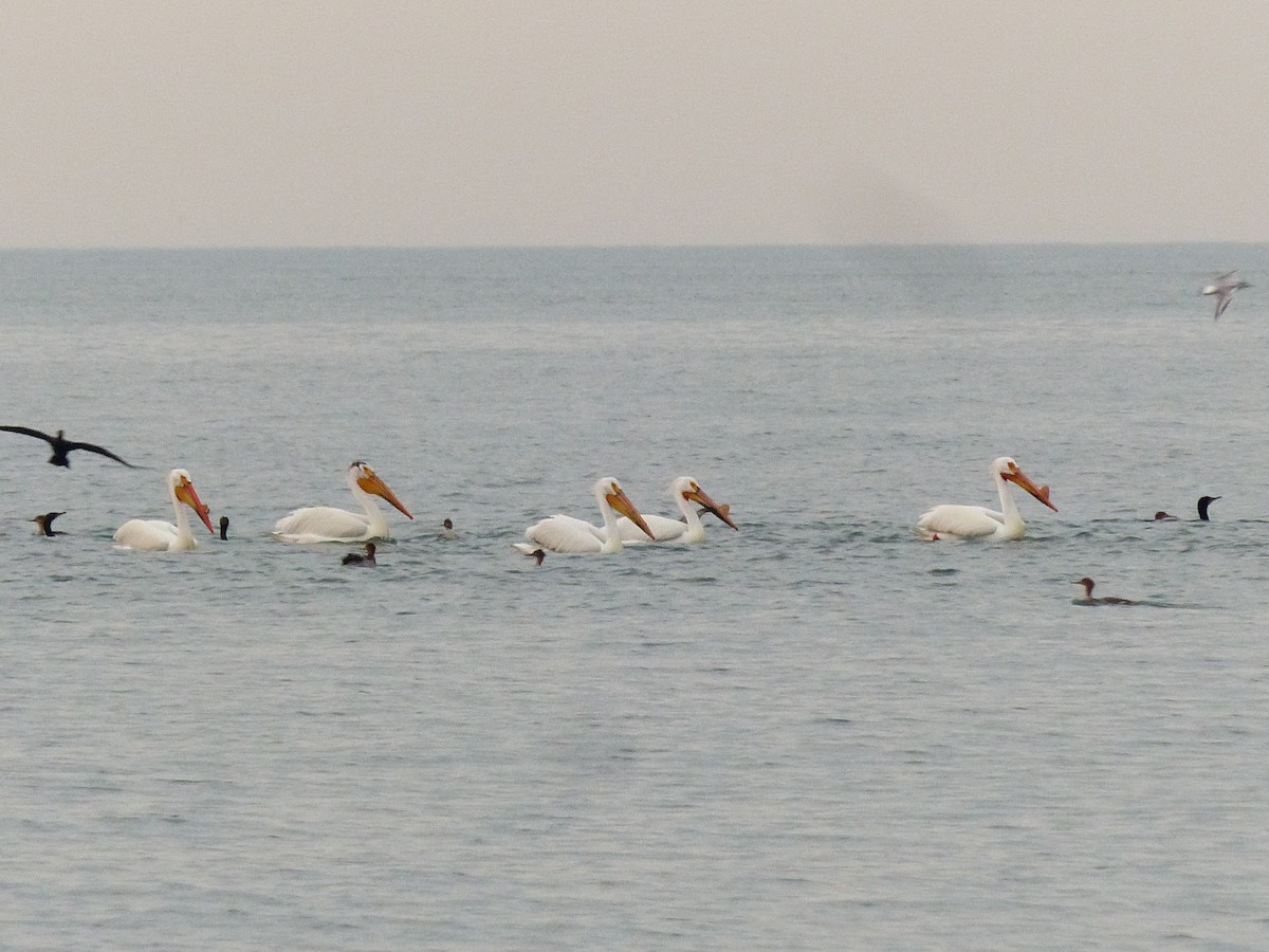 pelikán severoamerický - ML619041928