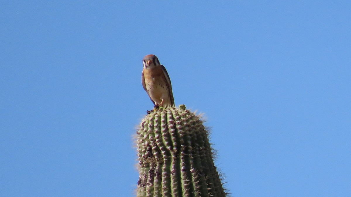 American Kestrel - ML619041931