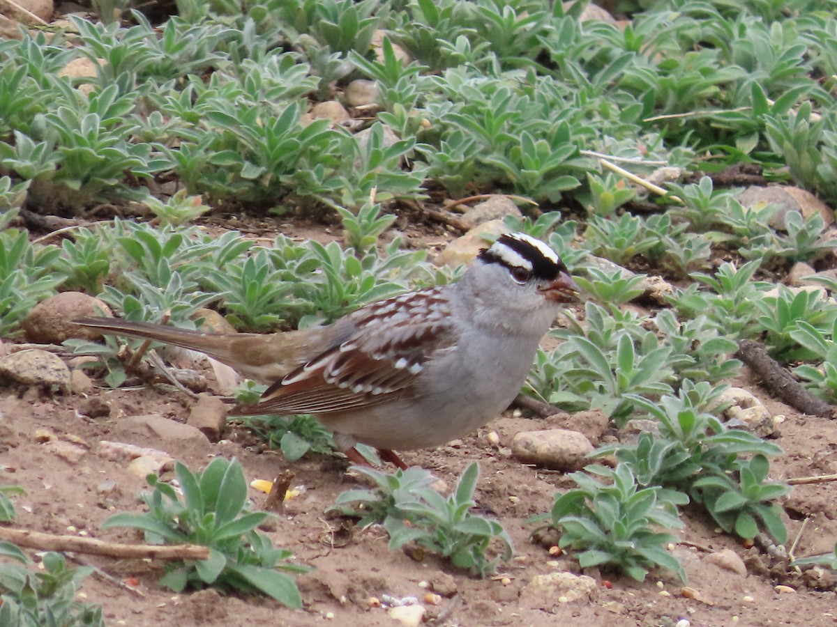 White-crowned Sparrow (Dark-lored) - Tom Curtis