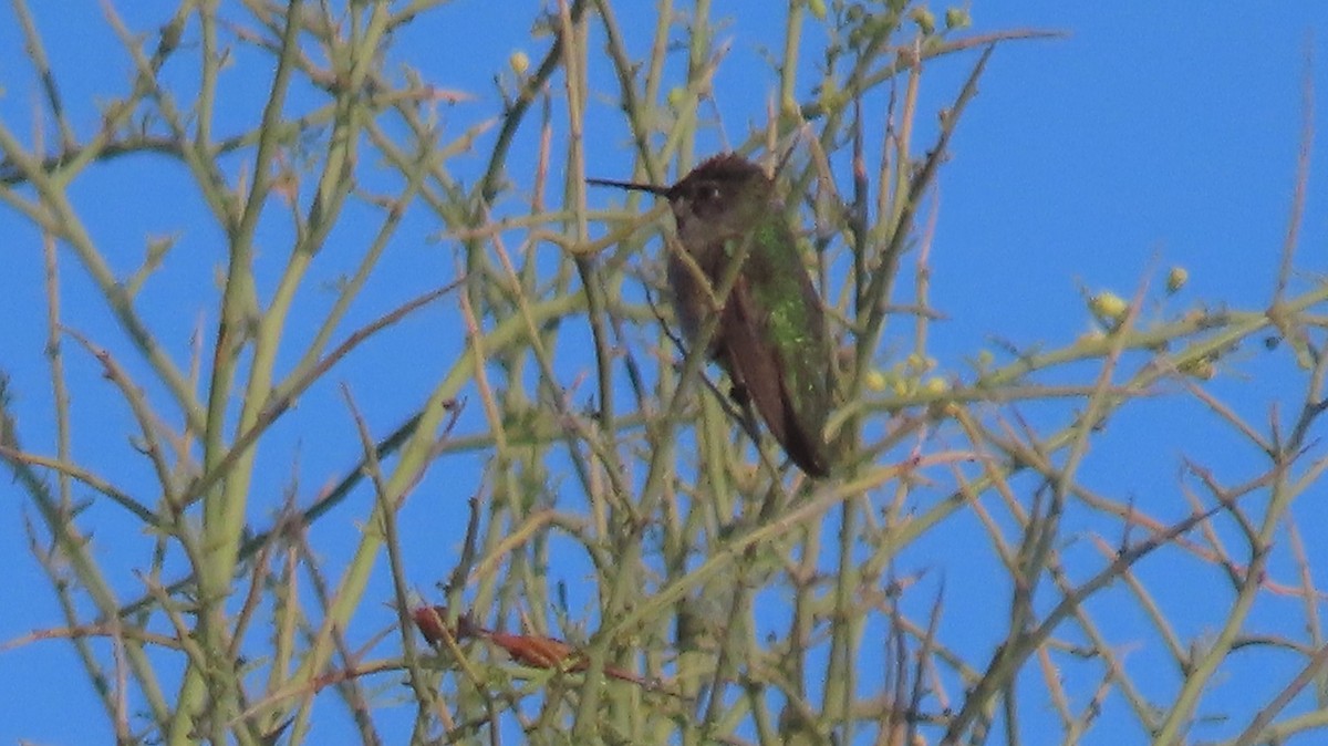 Anna's Hummingbird - Anne (Webster) Leight