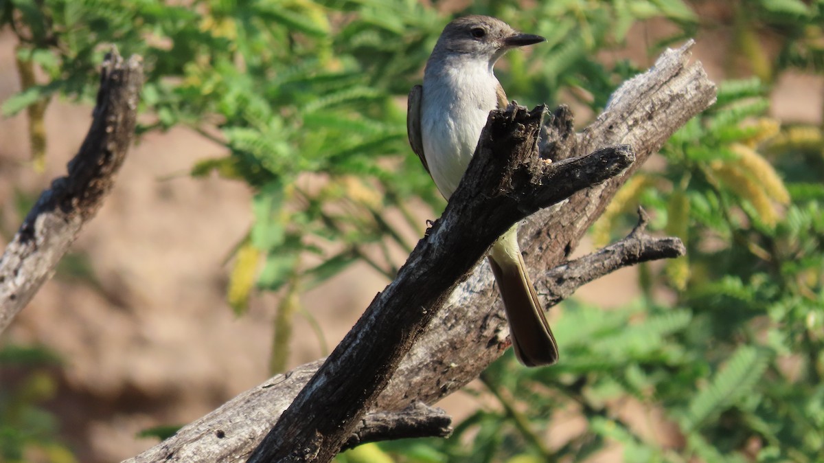Ash-throated Flycatcher - Anne (Webster) Leight