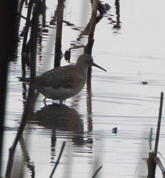 Solitary Sandpiper - Ric Olson