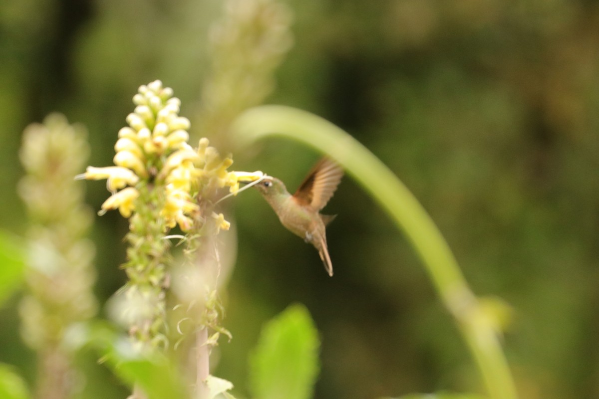 Colibri flavescent - ML619041959