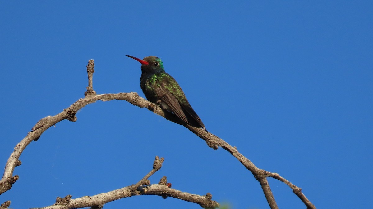 Broad-billed Hummingbird - Anne (Webster) Leight