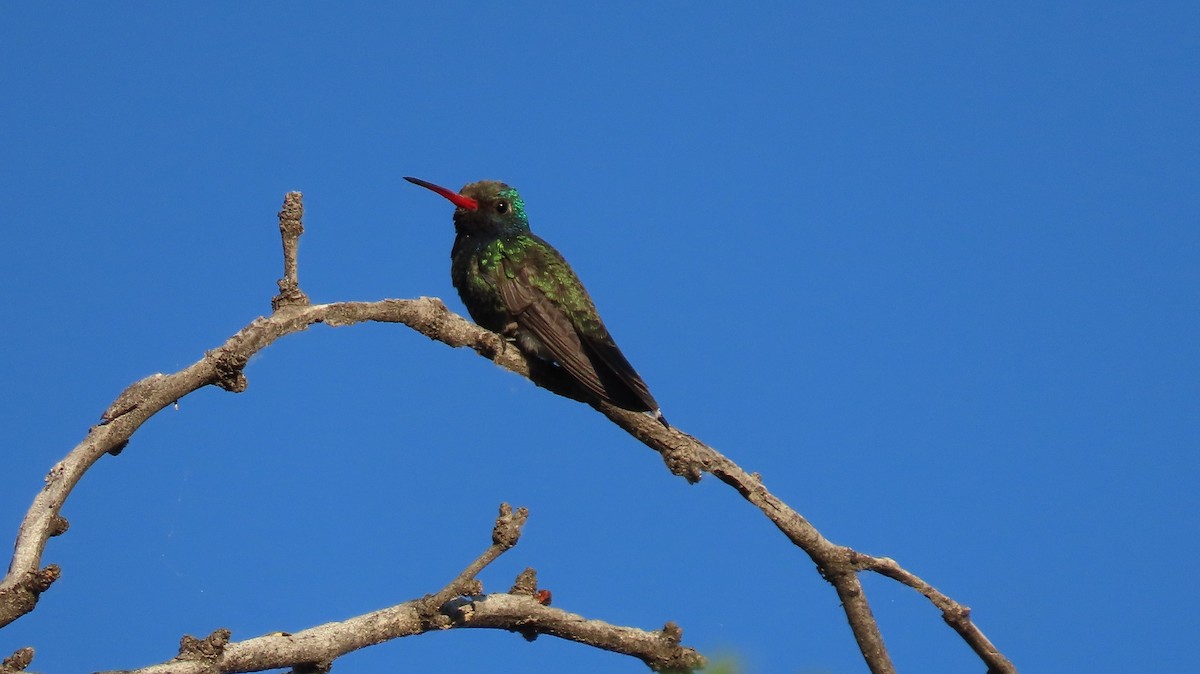 Colibrí Piquiancho Común - ML619041962