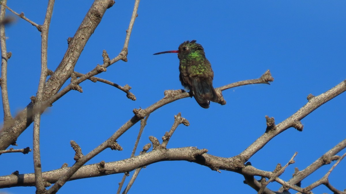 Broad-billed Hummingbird - Anne (Webster) Leight