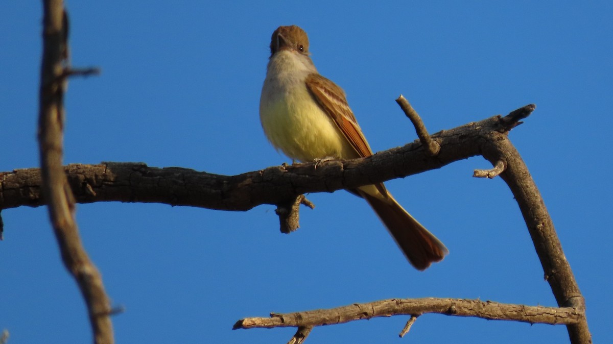 Brown-crested Flycatcher - Anne (Webster) Leight