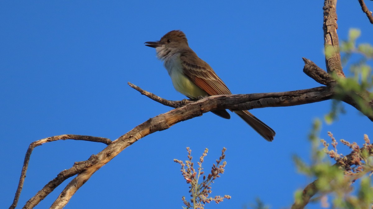 Brown-crested Flycatcher - ML619041974