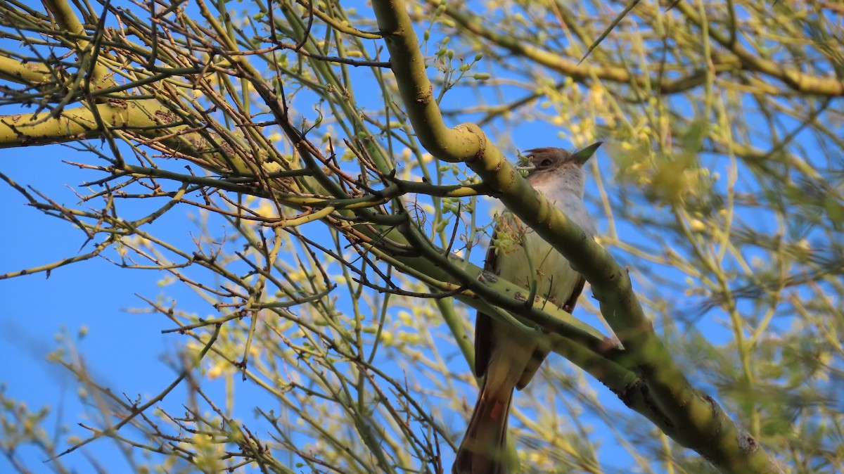 Brown-crested Flycatcher - Anne (Webster) Leight