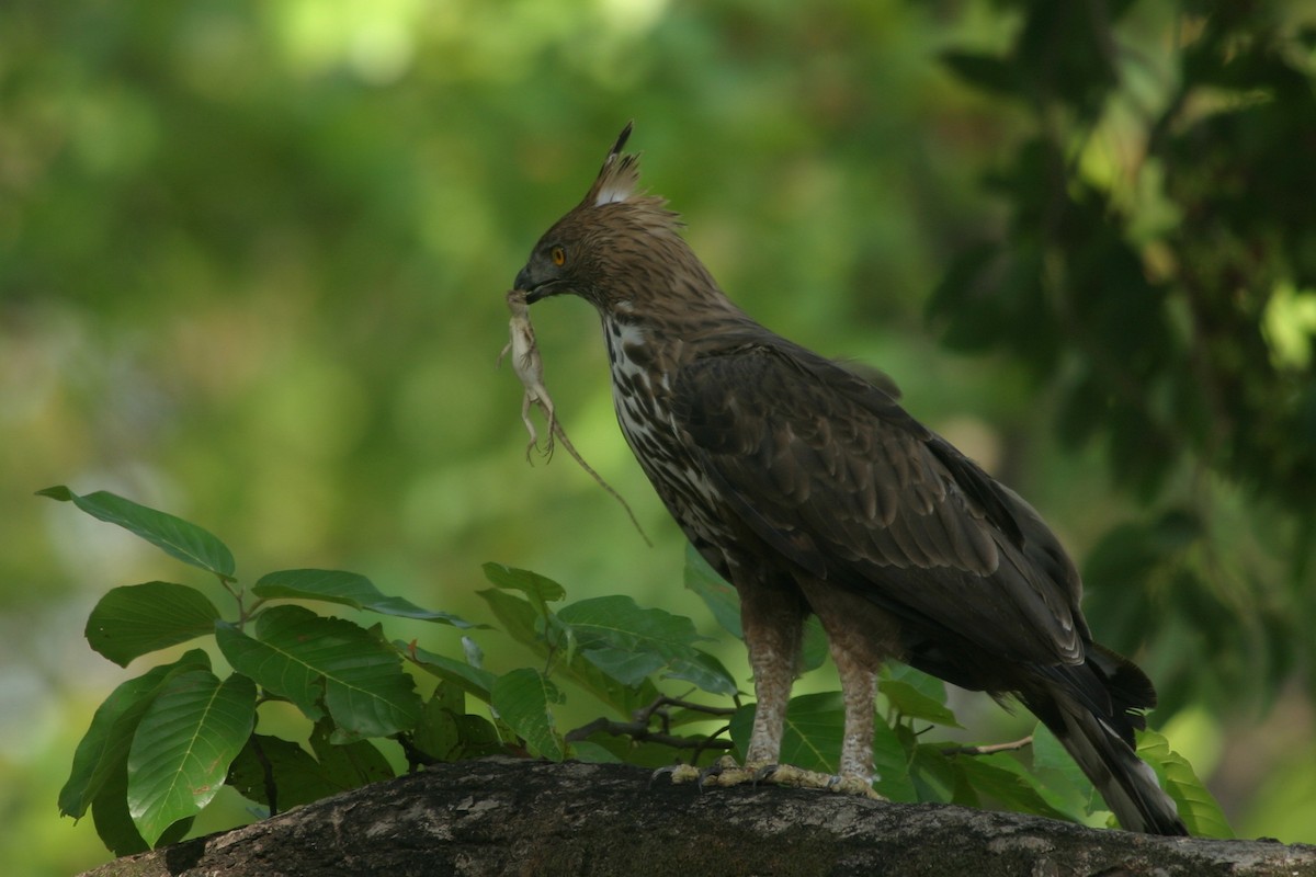 Aigle huppé - ML619041984