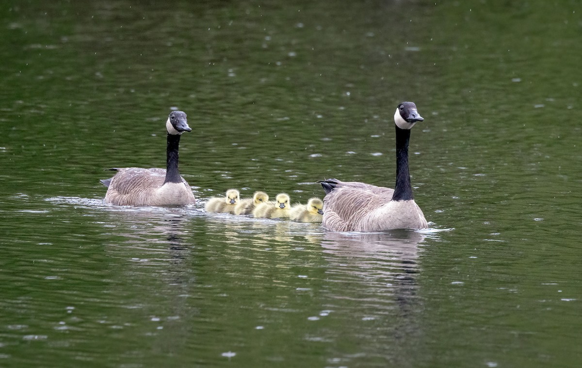 Canada Goose - Suzanne Labbé