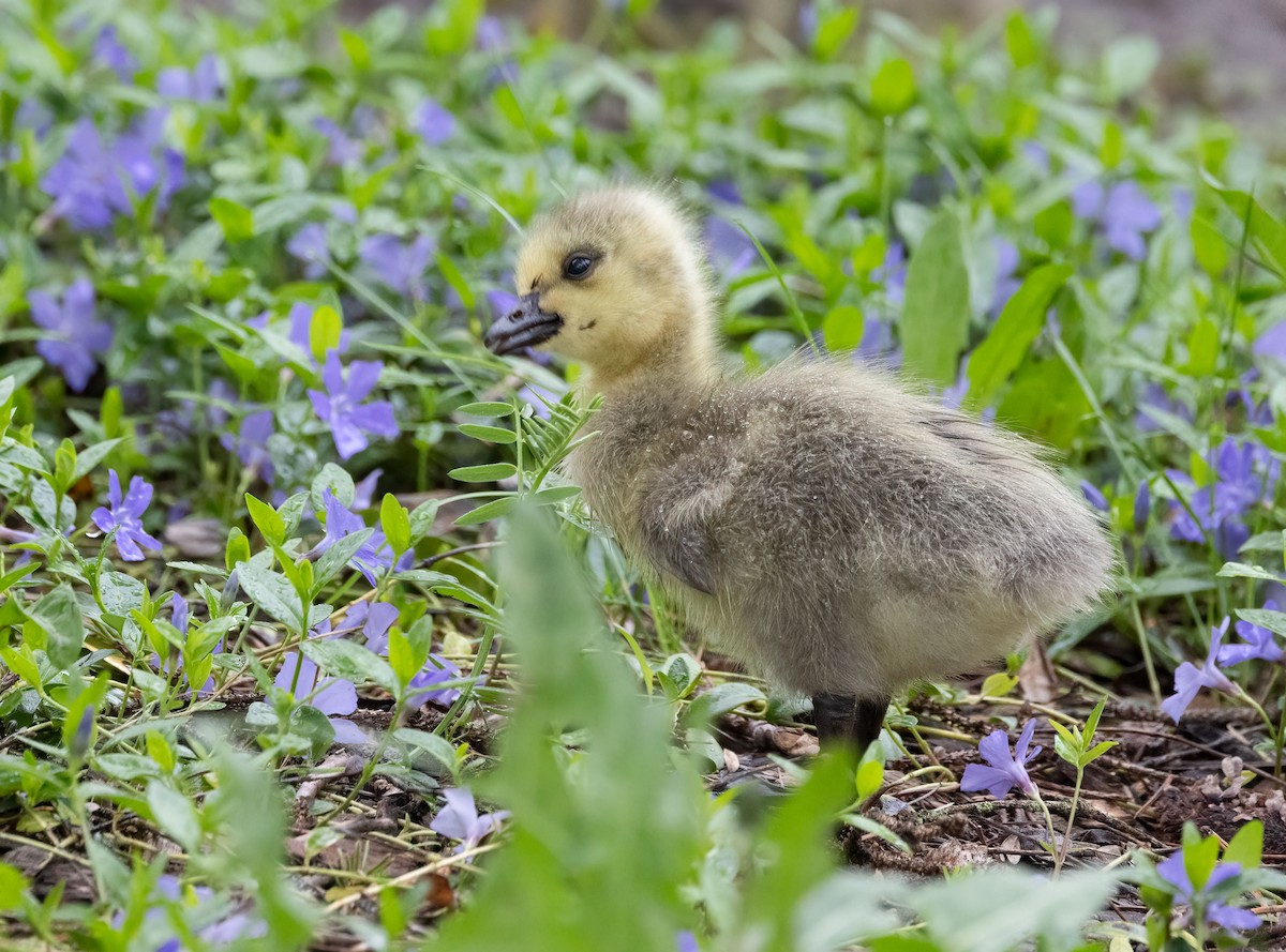 Canada Goose - Suzanne Labbé