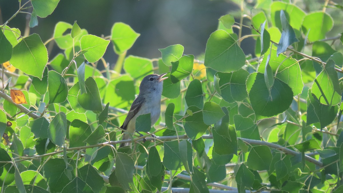 Bell's Vireo - Anne (Webster) Leight