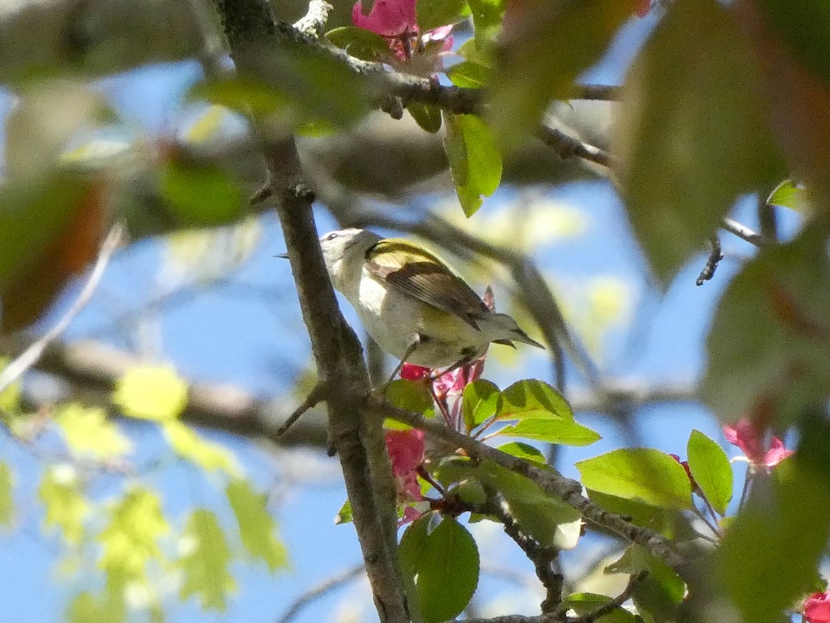 Tennessee Warbler - Larry Morin