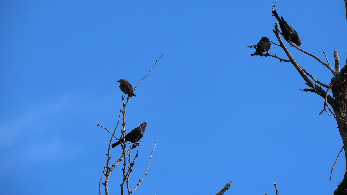 Brown-headed Cowbird - Anne (Webster) Leight