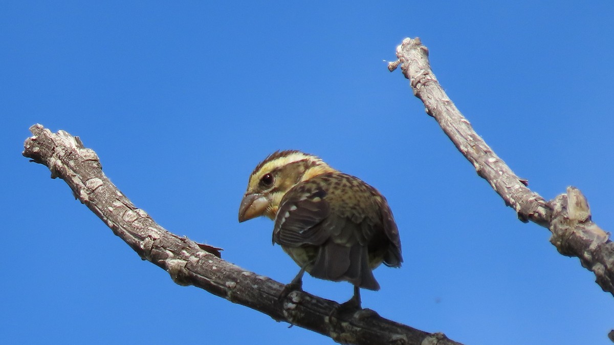 Black-headed Grosbeak - Anne (Webster) Leight