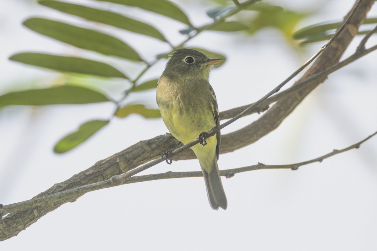 Yellow-bellied Flycatcher - ML619042017