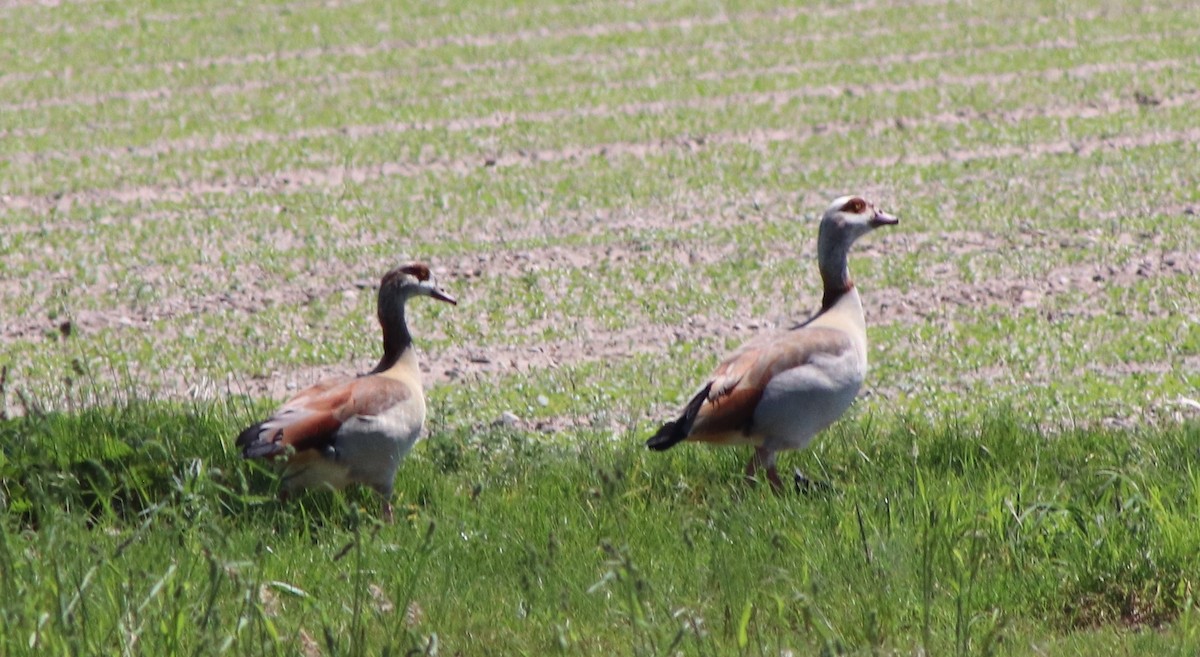 Egyptian Goose - Susanne Hoffmann-Benning