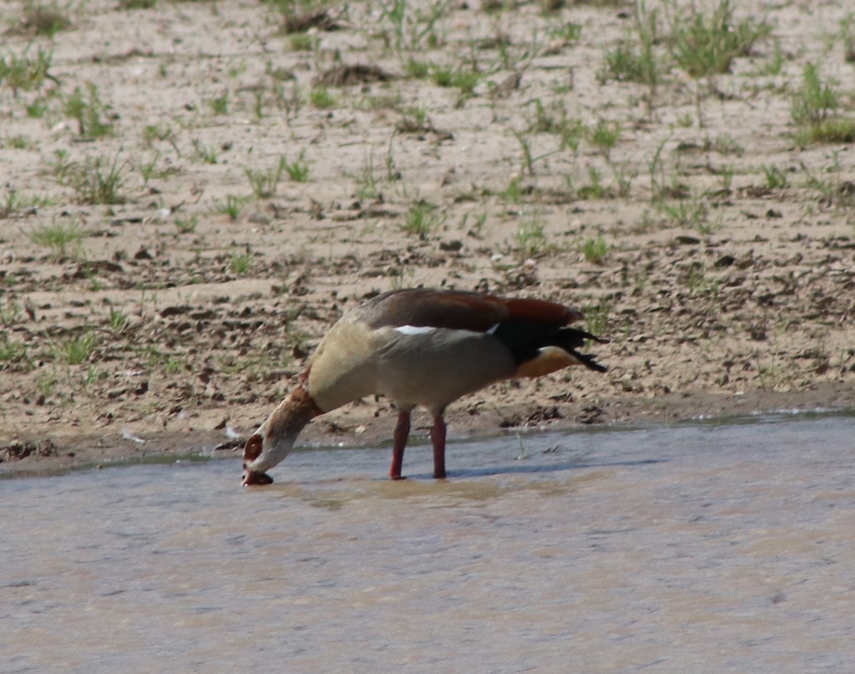 Egyptian Goose - Susanne Hoffmann-Benning