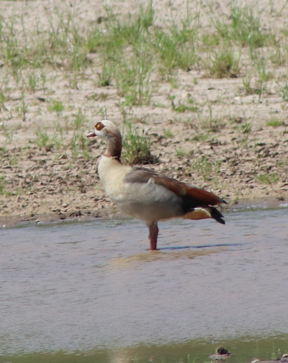 Egyptian Goose - Susanne Hoffmann-Benning