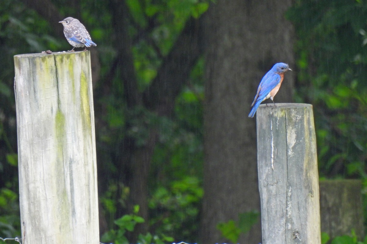 Eastern Bluebird - ML619042025