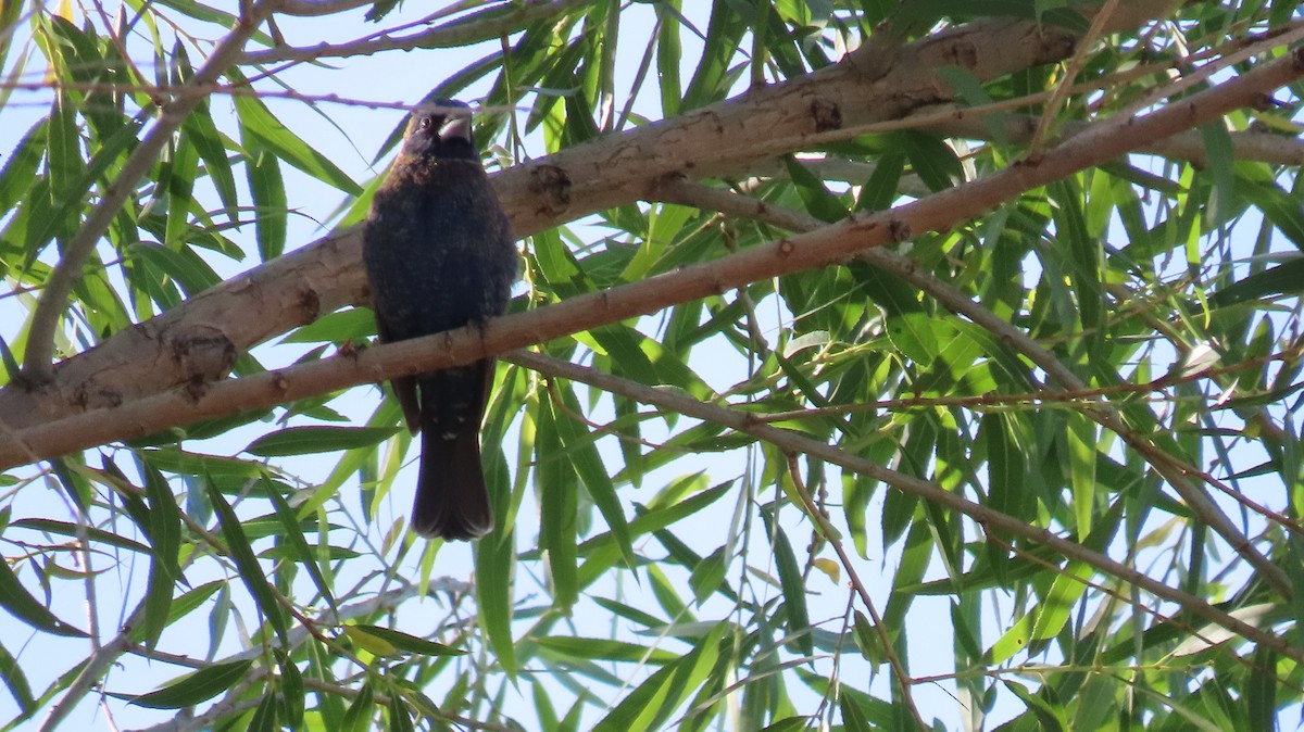 Blue Grosbeak - ML619042026