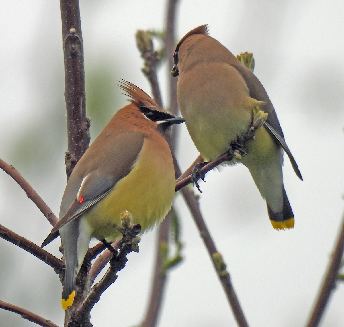 Cedar Waxwing - ML619042039