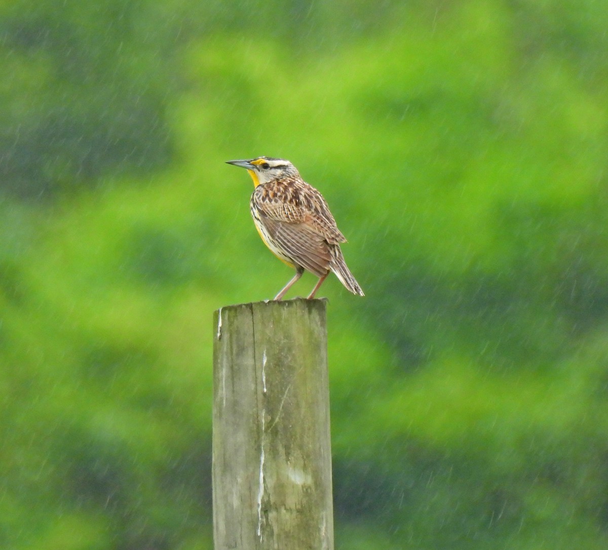 Eastern Meadowlark - ML619042053