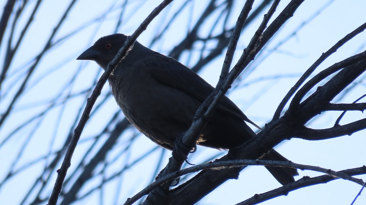 Bronzed Cowbird - Anne (Webster) Leight