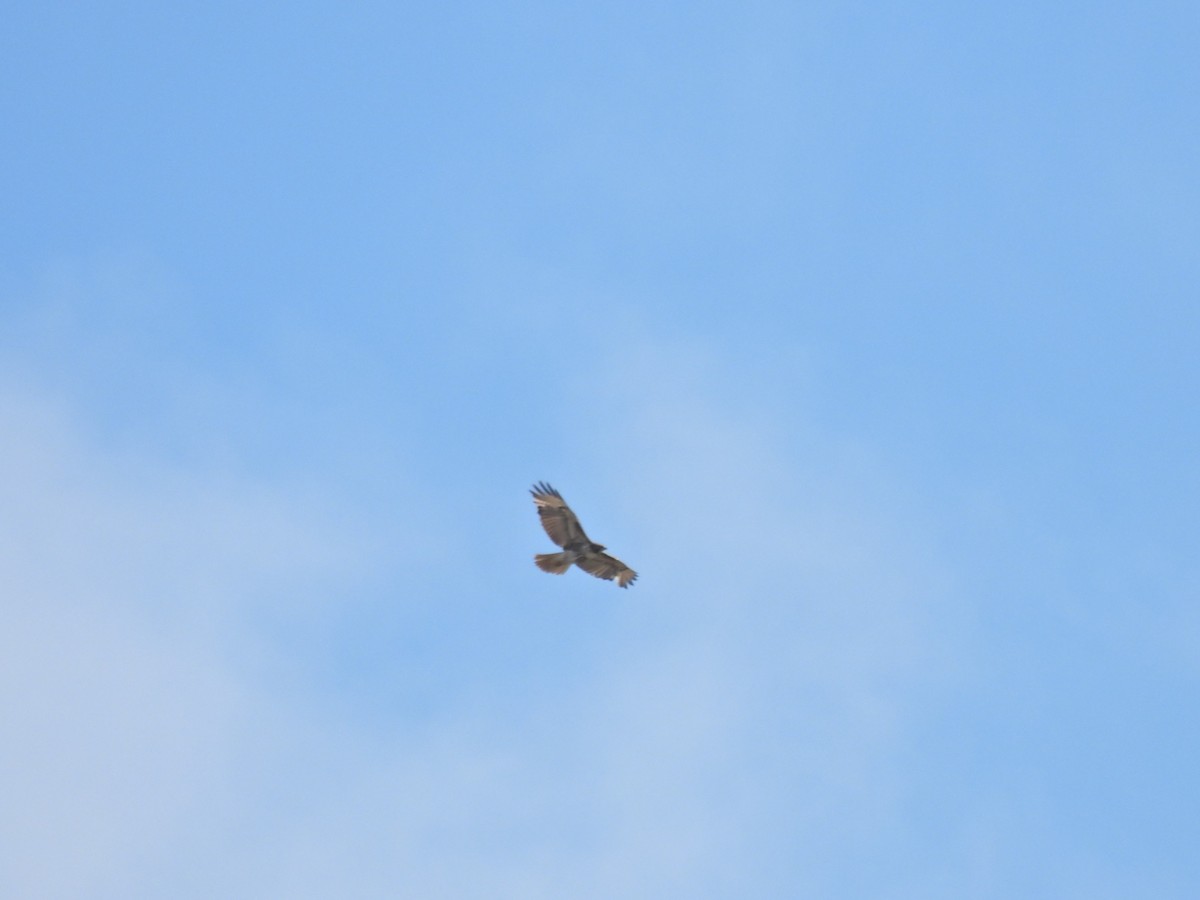 Red-tailed Hawk - ML619042064
