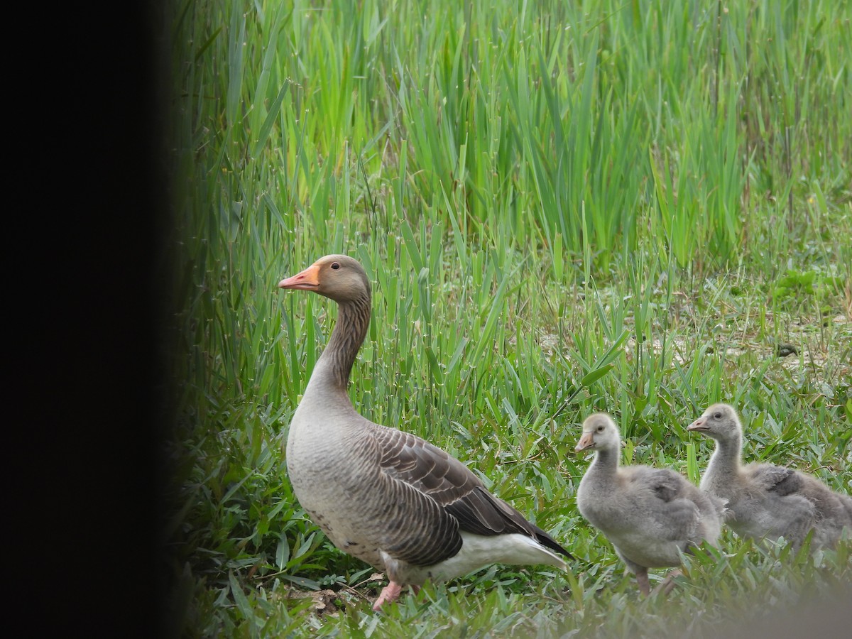 Graylag Goose - ML619042075