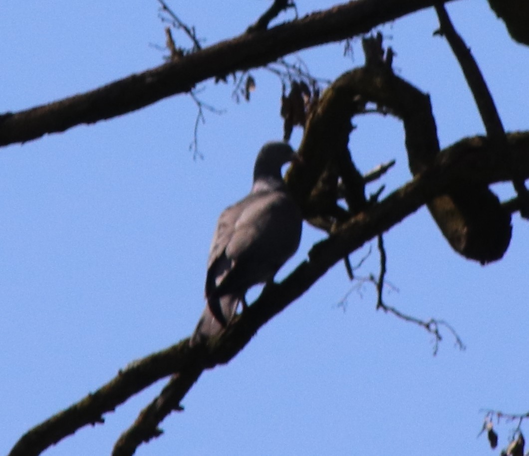 Common Wood-Pigeon - Susanne Hoffmann-Benning