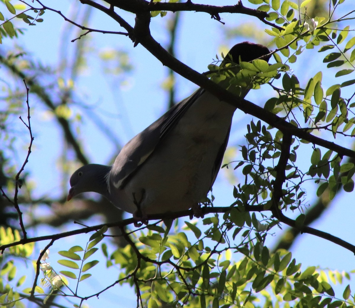 Common Wood-Pigeon - Susanne Hoffmann-Benning