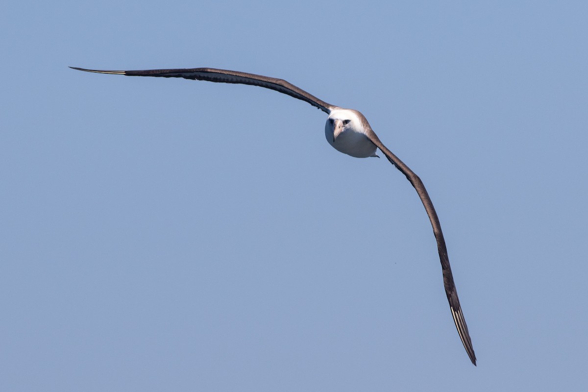 Laysan Albatross - ML619042087