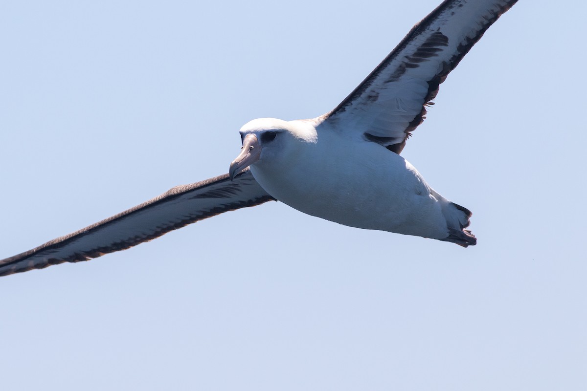 Laysan Albatross - ML619042088