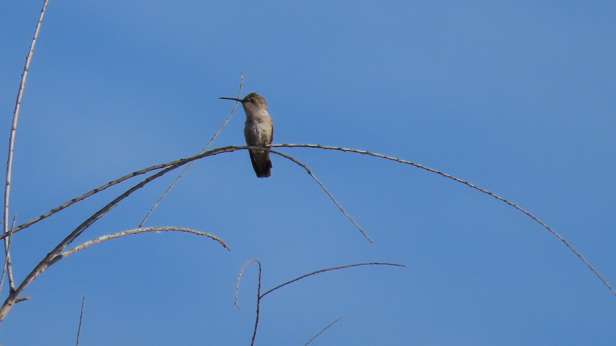 Colibrí de Costa - ML619042089