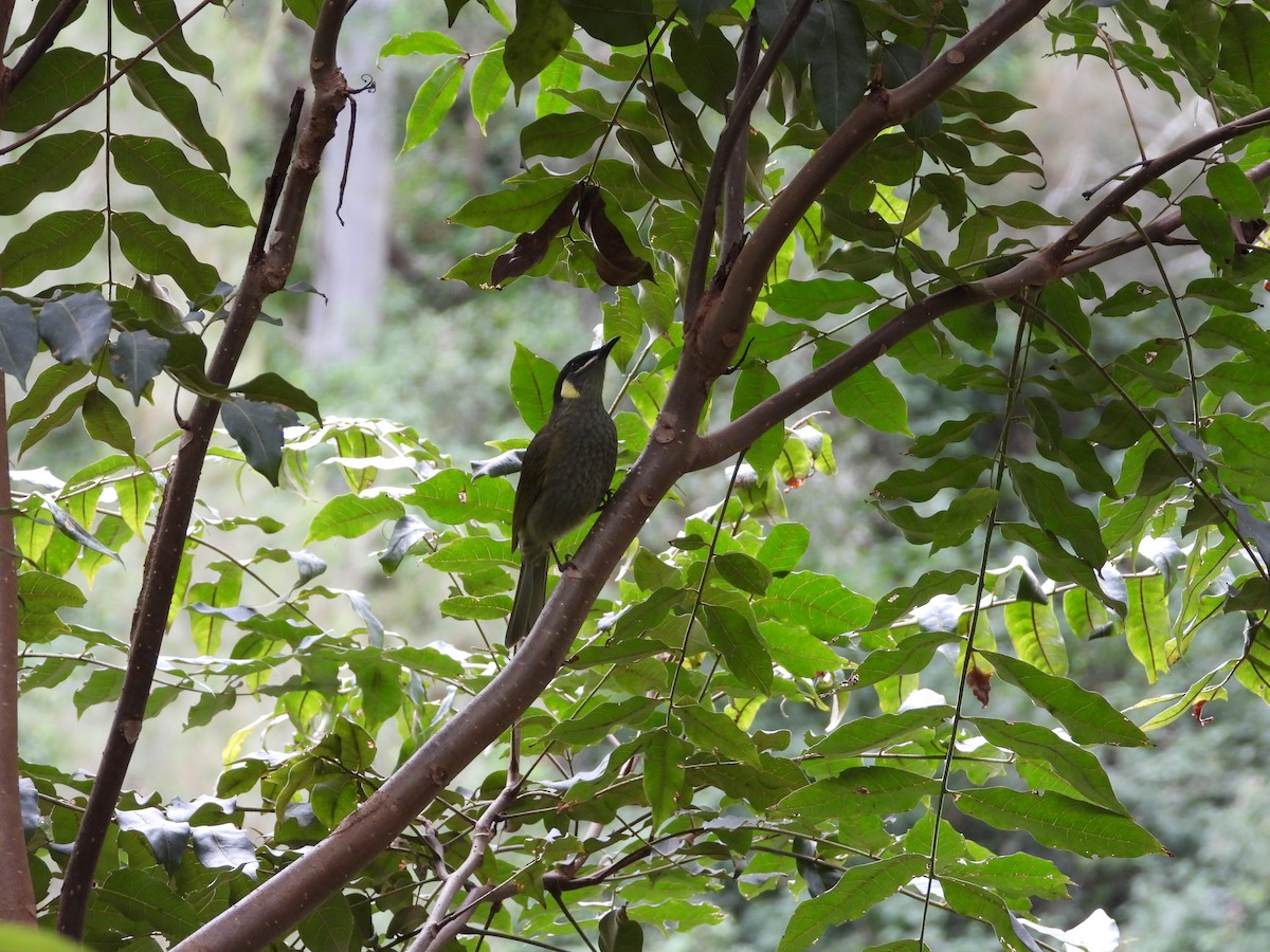 Lewin's Honeyeater - Cherri and Peter Gordon