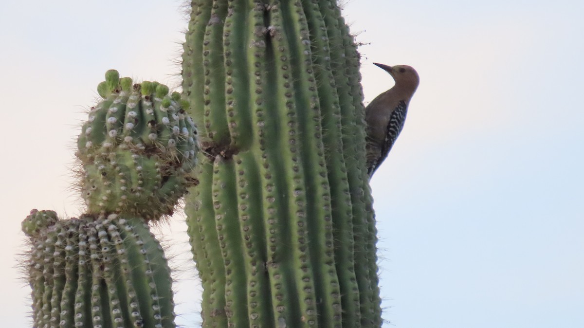 Gila Woodpecker - ML619042101