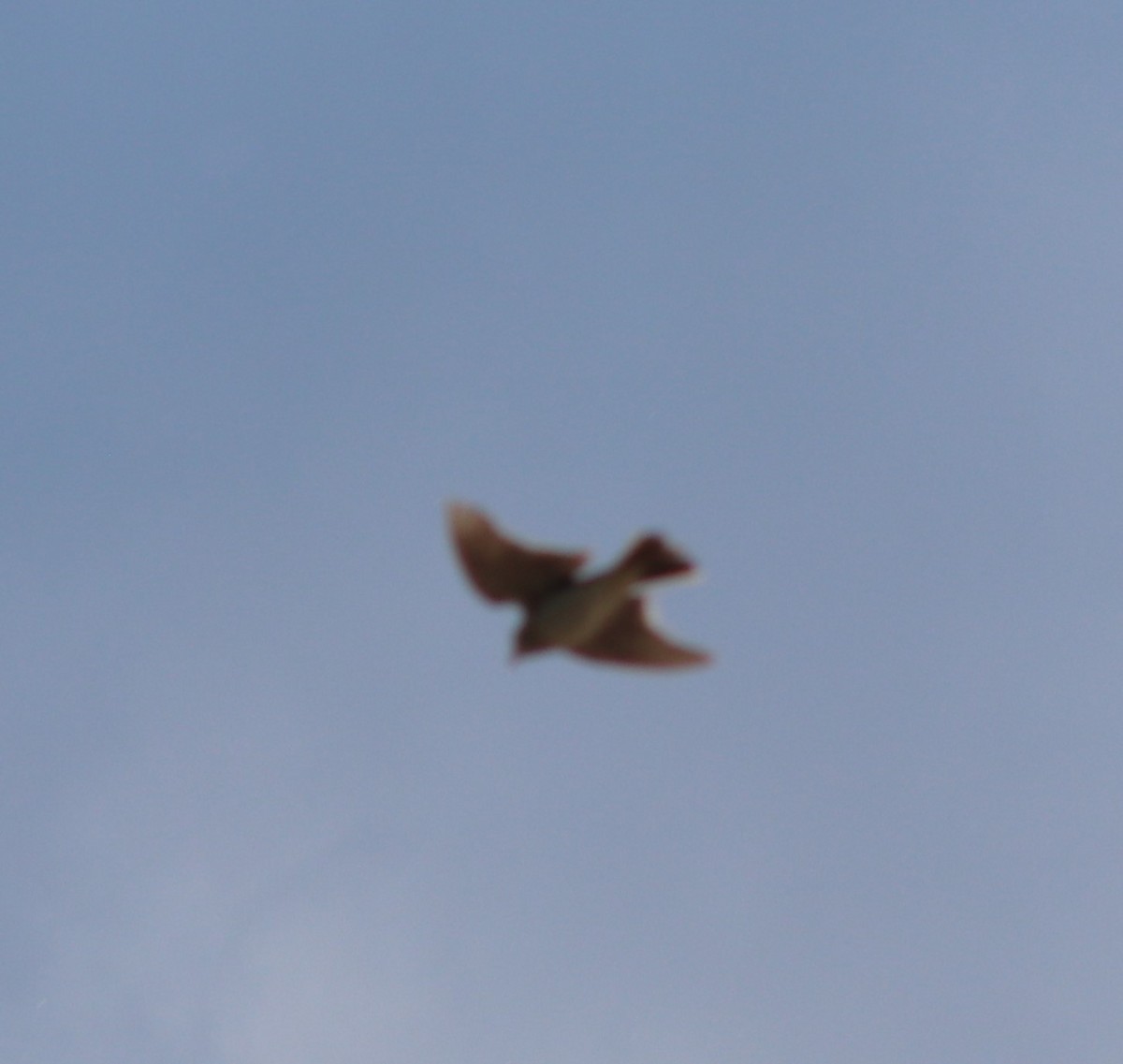 Eurasian Skylark - Susanne Hoffmann-Benning