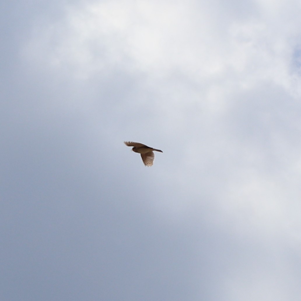 Eurasian Skylark - Susanne Hoffmann-Benning