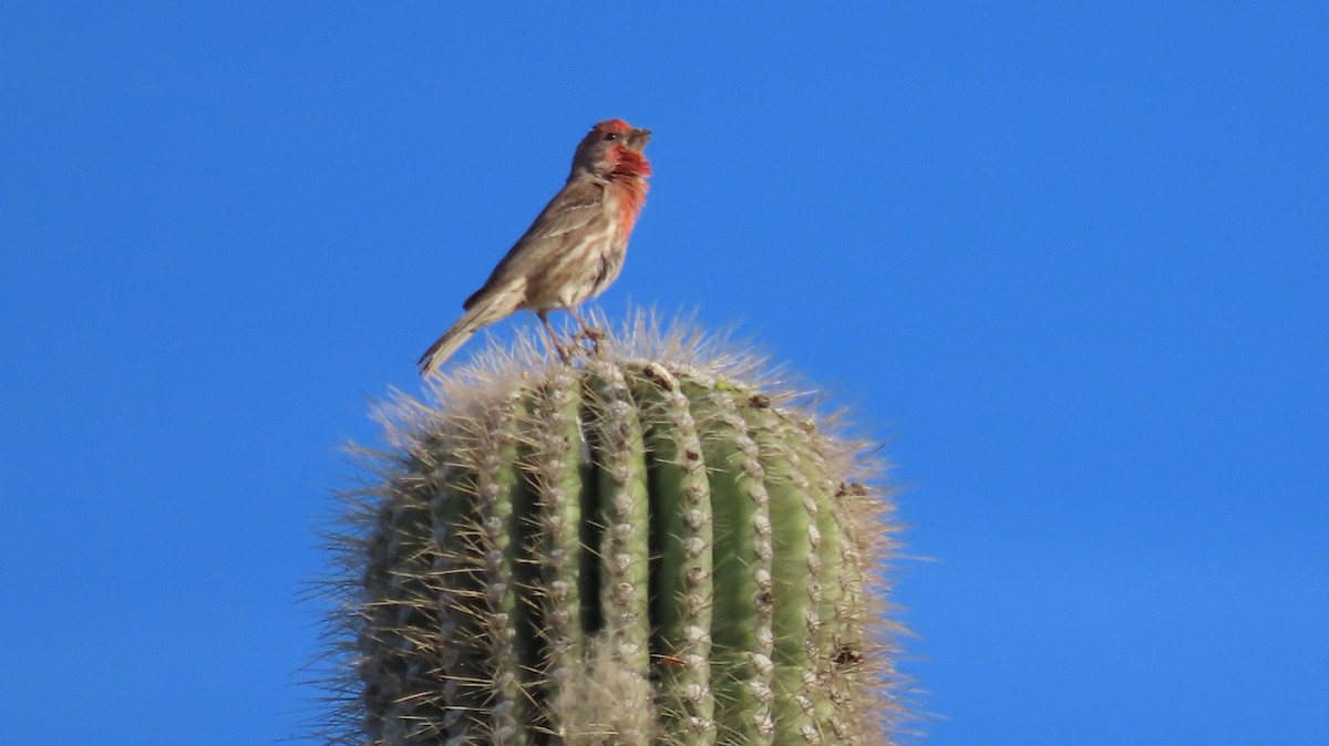 House Finch - Anne (Webster) Leight