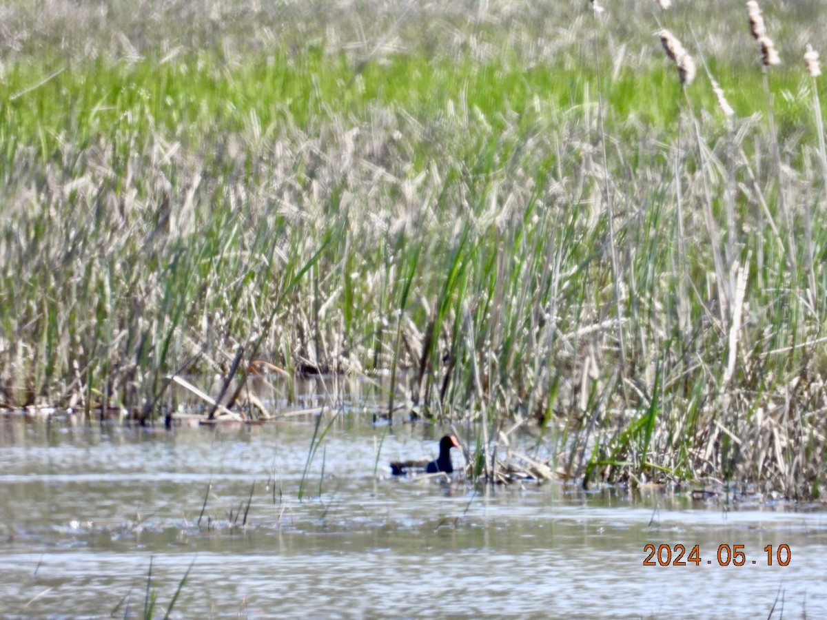 Common Gallinule - Lyne Pelletier