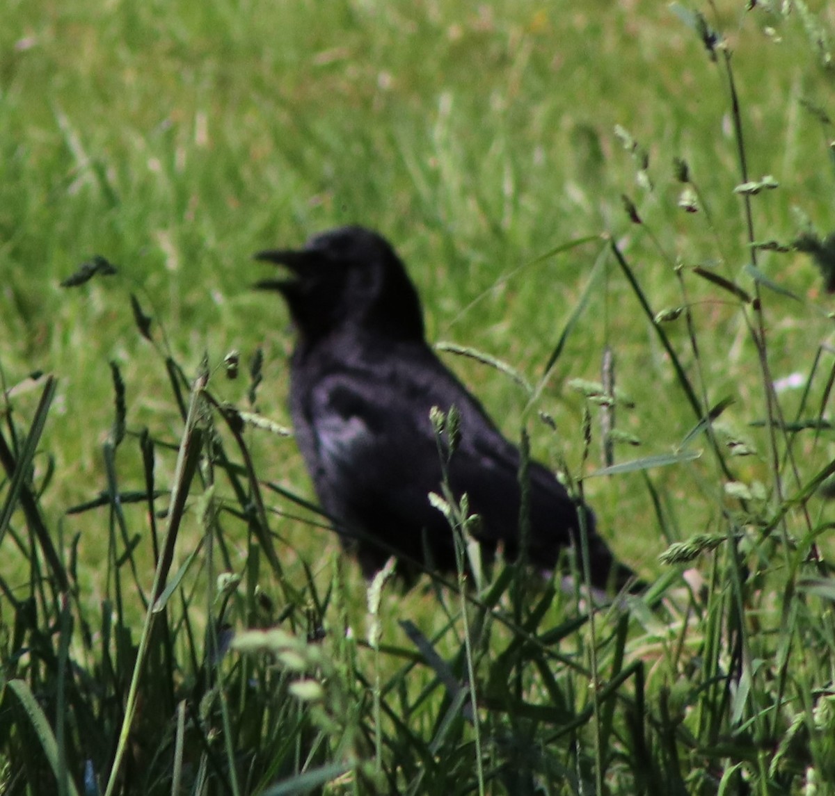 Common Raven - Susanne Hoffmann-Benning