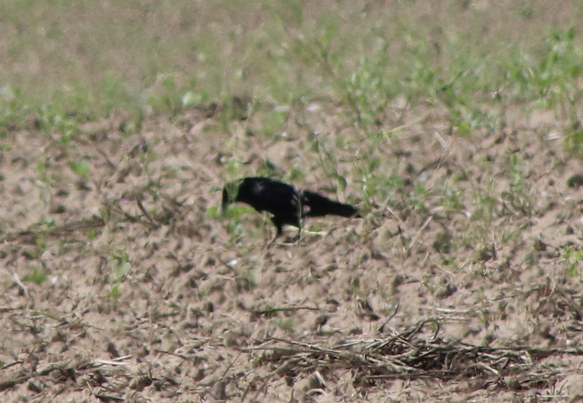 Carrion Crow - Susanne Hoffmann-Benning