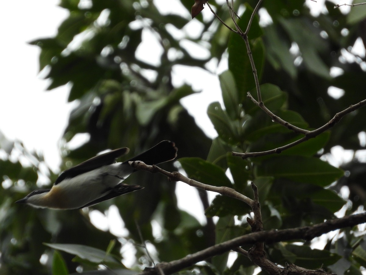 Restless Flycatcher - Cherri and Peter Gordon