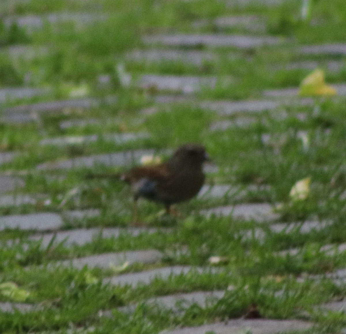 Dunnock - Susanne Hoffmann-Benning