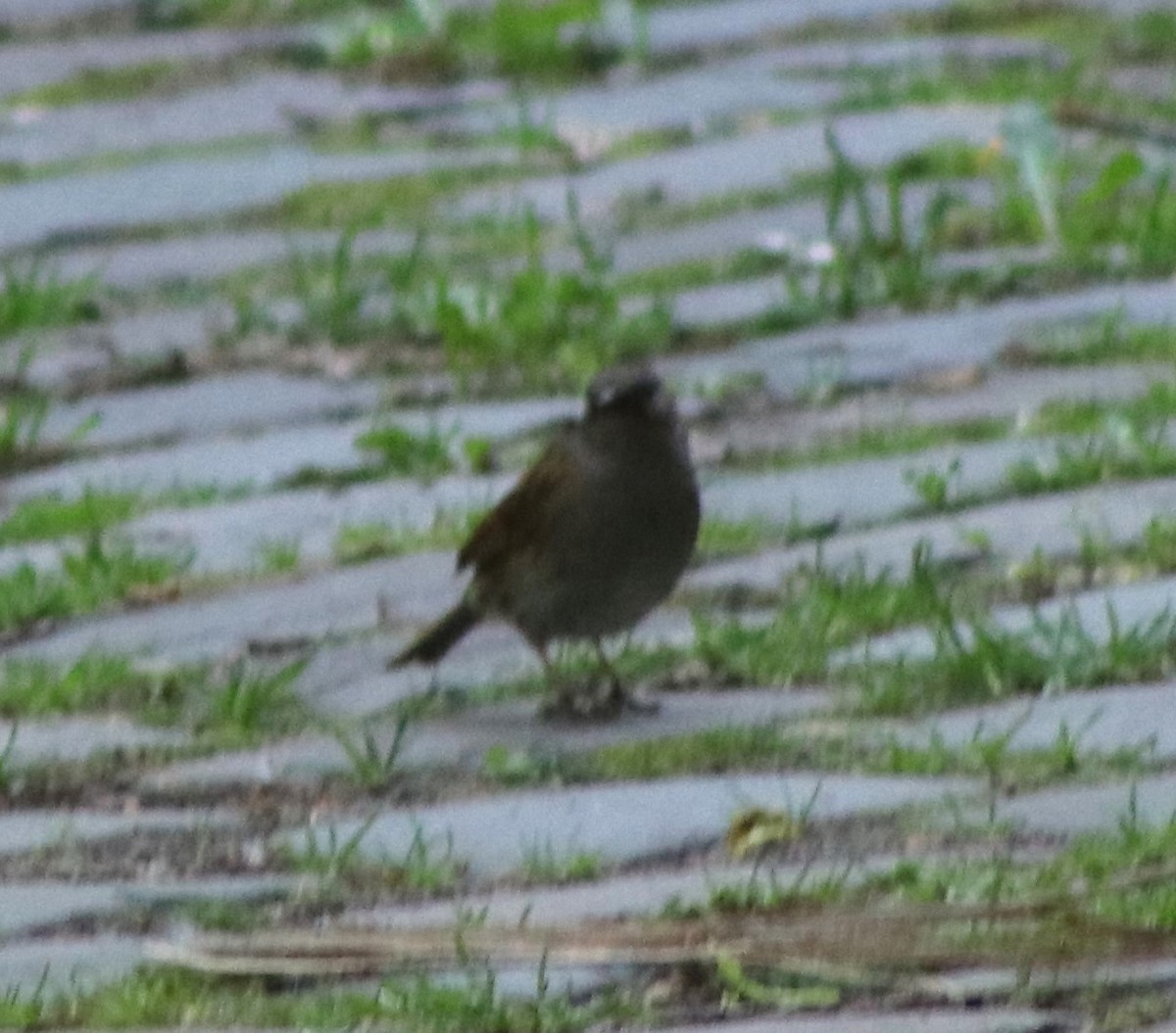 Dunnock - Susanne Hoffmann-Benning