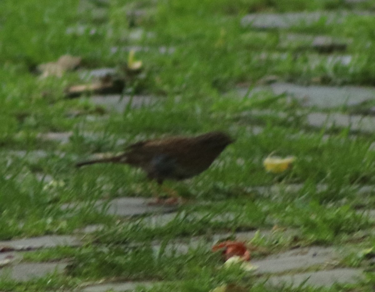 Dunnock - Susanne Hoffmann-Benning