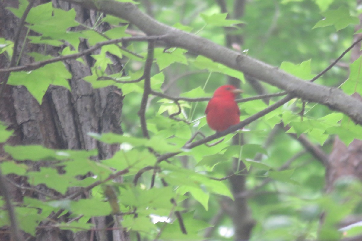 Summer Tanager - J. Isaacs