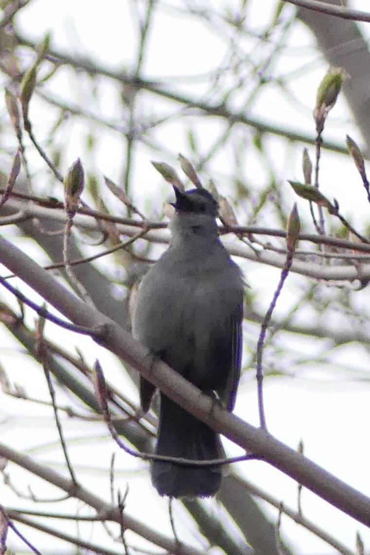 Gray Catbird - Marie Grenon